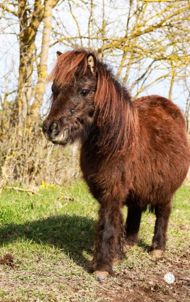 Cheval - Shooting animalier